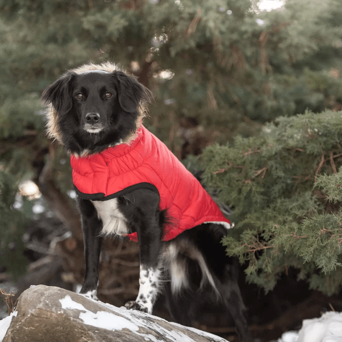 GF Pet Urban Parka Red For Dogs - X-Small - Coats - GF Pet - PetMax Canada