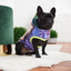 GF Pet Recycled Parka Iridescent For Dogs  Coats  | PetMax Canada