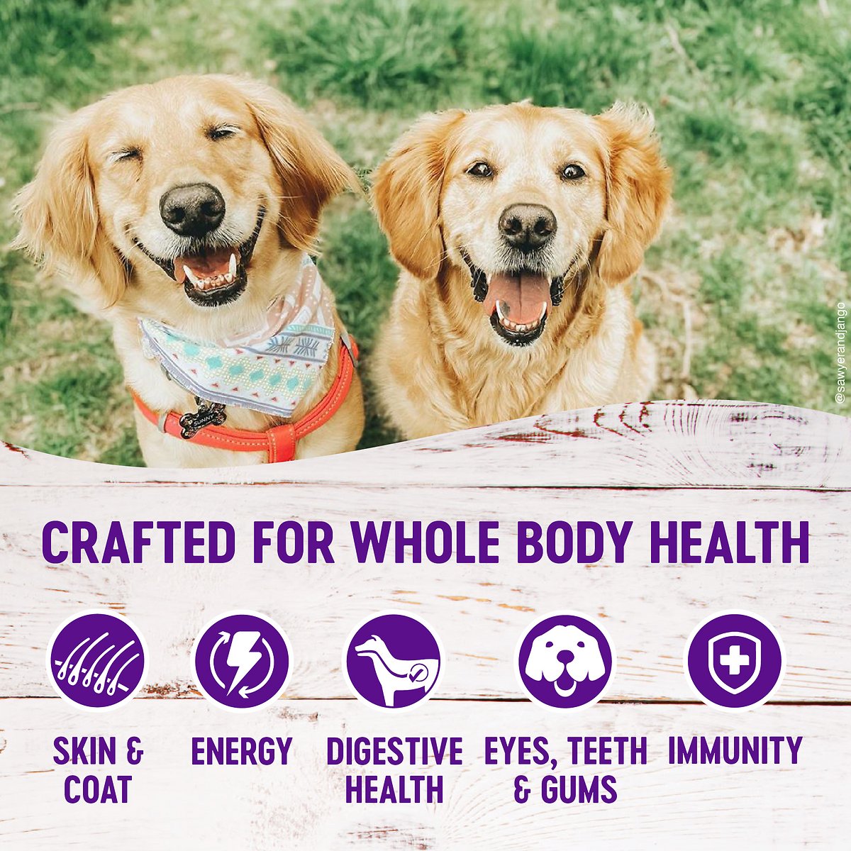 Wellness Complete Health Senior Deboned Chicken & Barley Recipe Dry Dog Food  Dog Food  | PetMax Canada