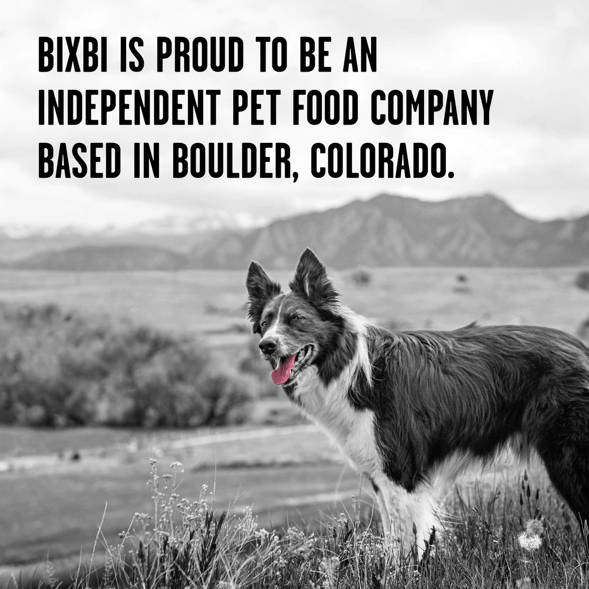 Bixbi Rawbble Beef Recipe Grain-Free Freeze-Dried Dog Food  Dog Food  | PetMax Canada