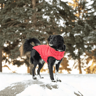 GF Pet Reversible Chalet Jacket Red For Dogs - X-Small - Coats - GF Pet - PetMax Canada