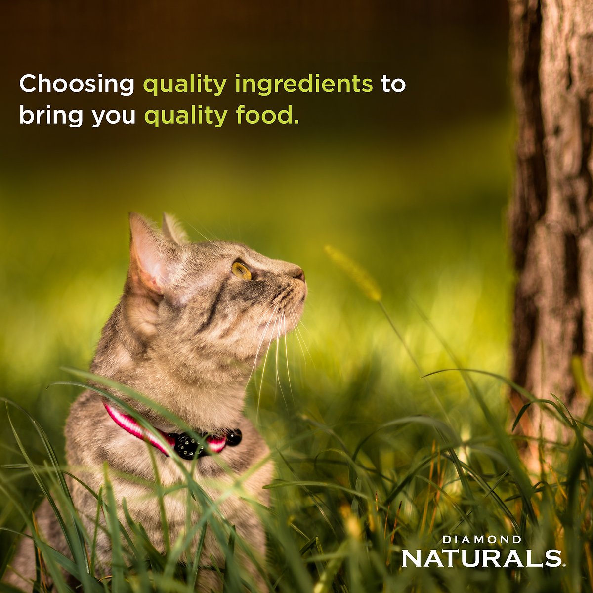 Diamond Naturals Cat Indoor Chicken & Rice  Cat Food  | PetMax Canada