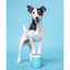 Open Farm Dog Supplement Calming Chews  Health Care  | PetMax Canada