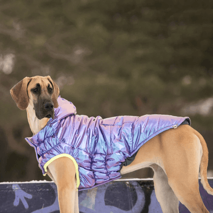 GF Pet Recycled Parka Iridescent For Dogs - X-Small - Coats - GF Pet - PetMax Canada
