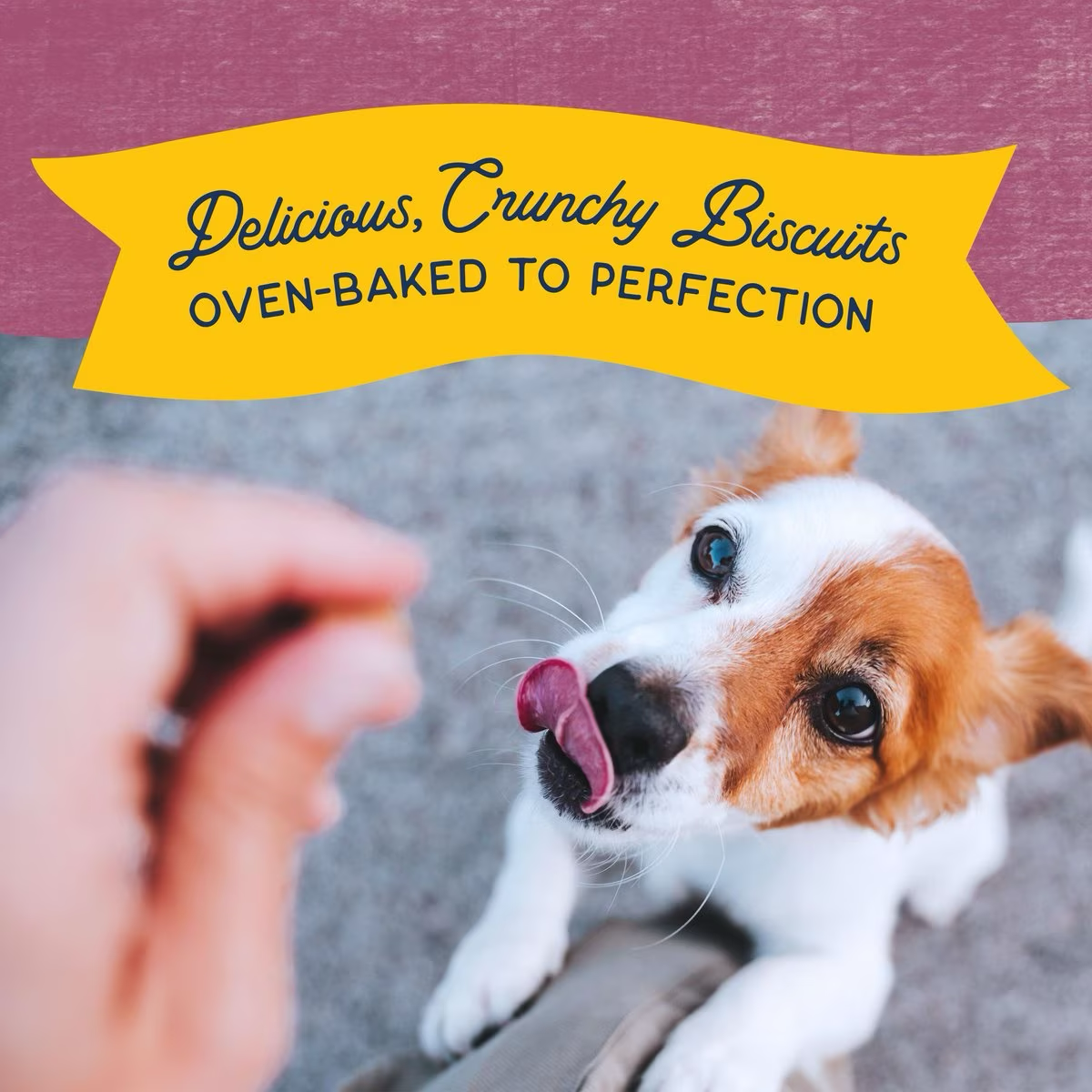 Natural Balance Rewards Crunchy Biscuits Real Venison Dog Treats  Dog Treats  | PetMax Canada
