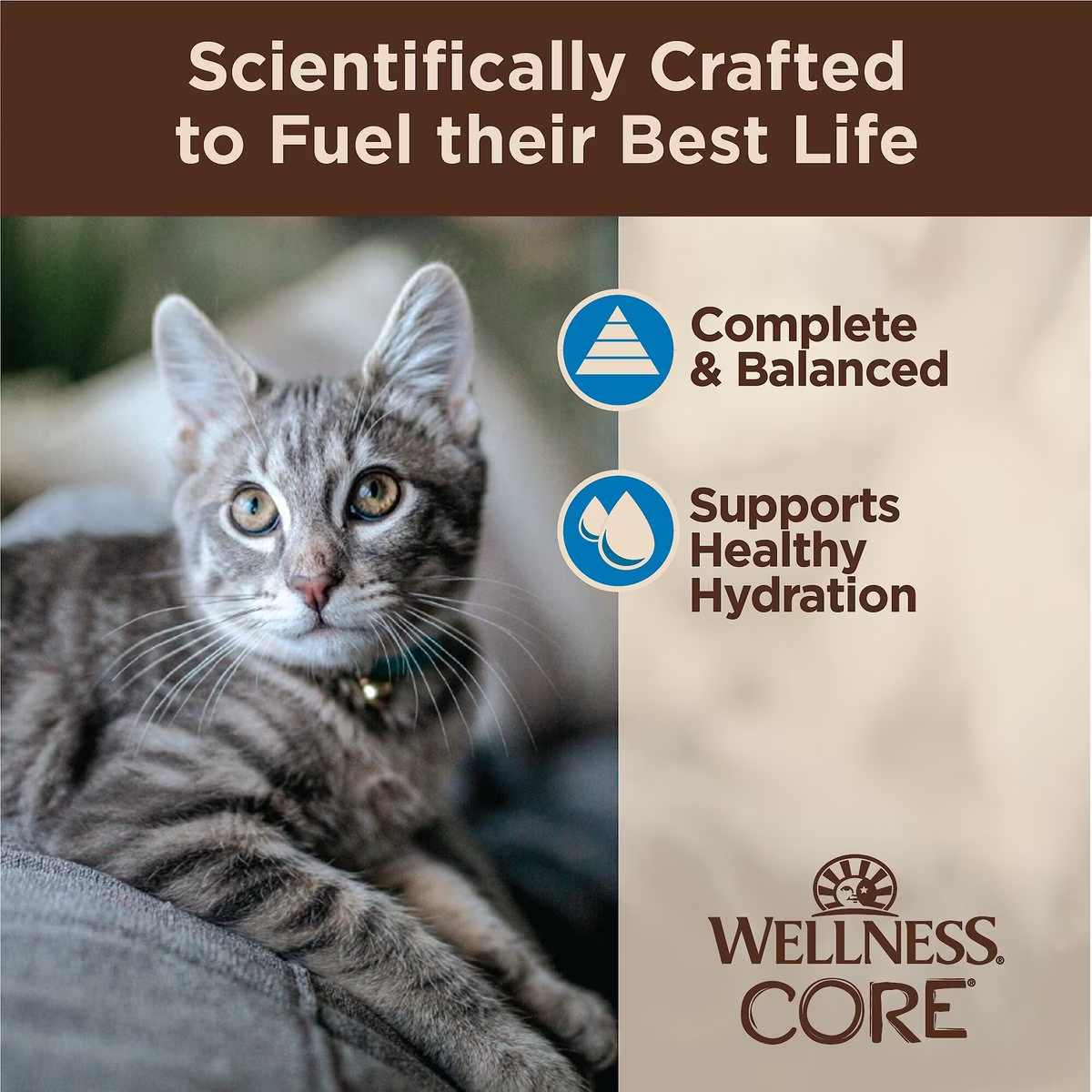 Wellness CORE Tiny Tasters Flaked Tuna & Shrimp in Sauce Wet Cat Food  Canned Cat Food  | PetMax Canada