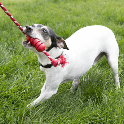 Kong Dental With Rope - Medium - Dog Toys - Kong - PetMax Canada