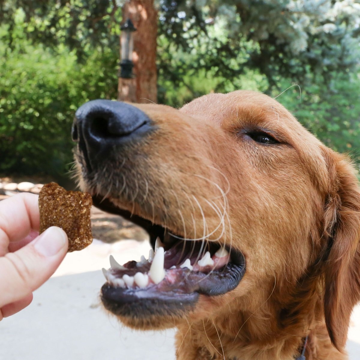 Kong Kitchen Grain Free Good Hare Day Dog Treats  Dog Treats  | PetMax Canada