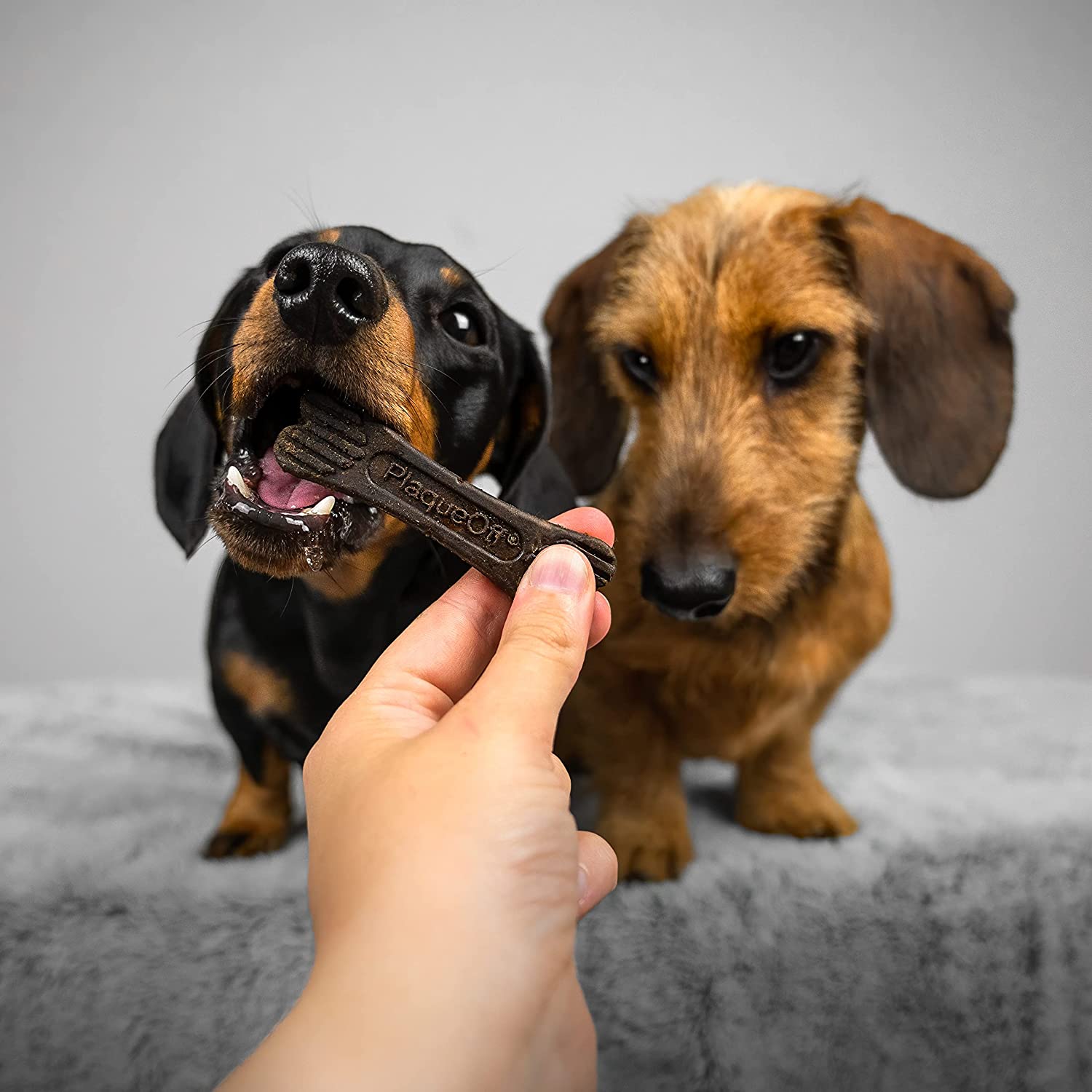 Plaque Off System Dental Vegetable Bones Mini  Dog Treats  | PetMax Canada