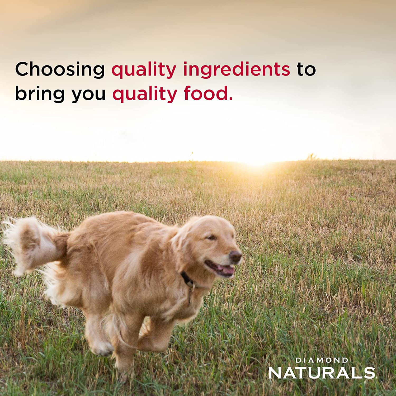 Diamond Naturals Dog Food Large Breed Adult Chicken & Rice  Dog Food  | PetMax Canada