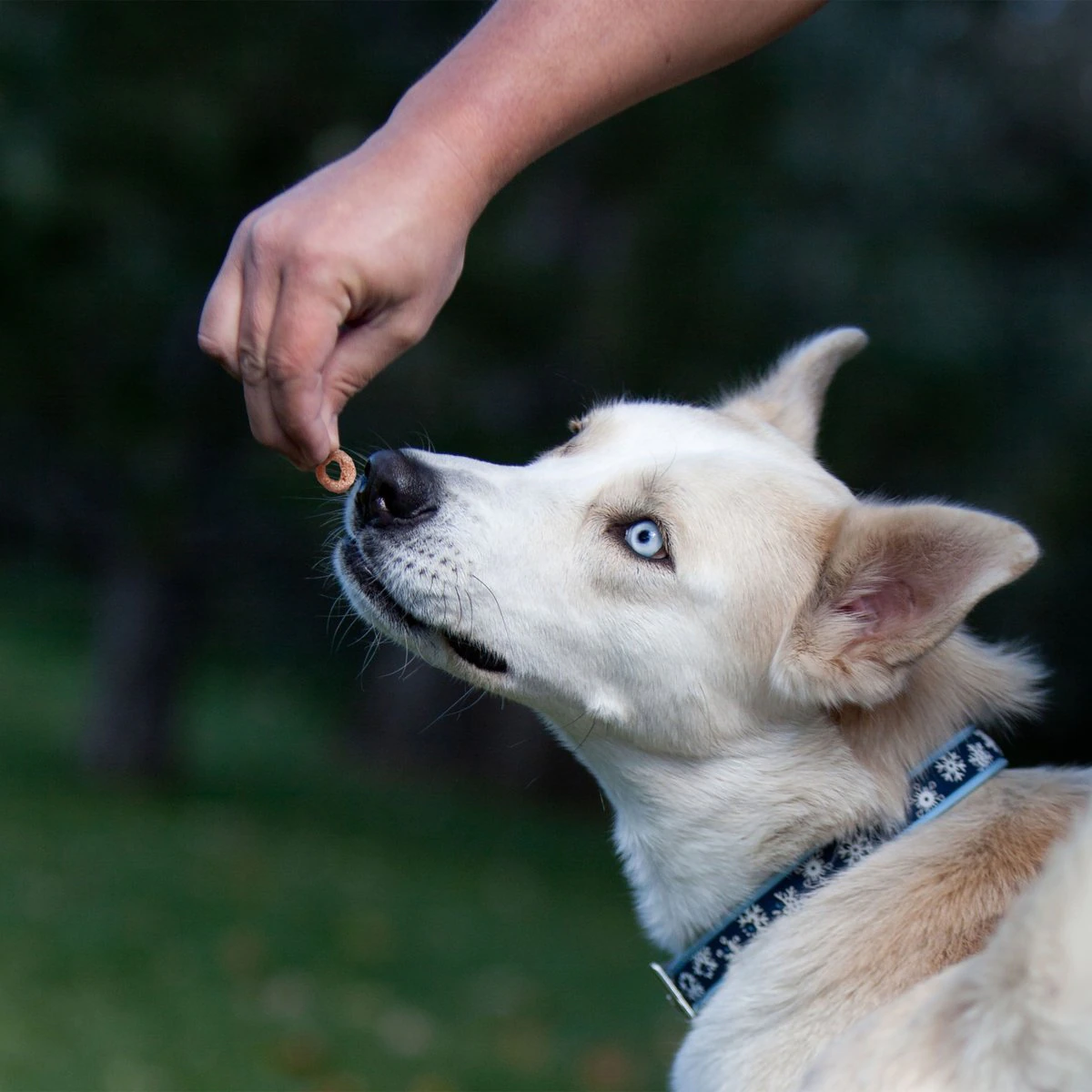 Kong Kitchen Light & Crispy Study Break Dog Treats  Dog Treats  | PetMax Canada
