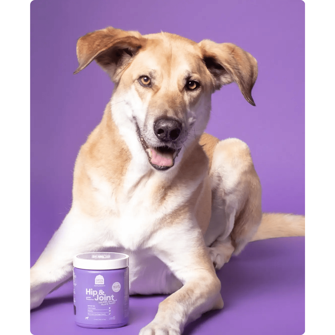 Open Farm Dog Supplement Hip & Joint Chews  Health Care  | PetMax Canada