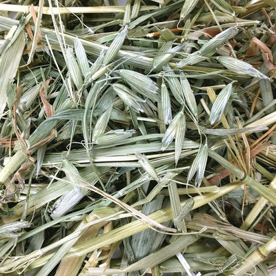 Oxbow Oat Hay - 425g - Small Animal Litter - Oxbow - PetMax Canada