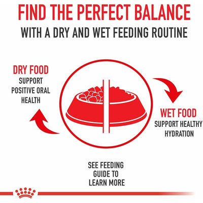 Royal Canin Appetite Control Thin Slices in Gravy Canned Cat Food - 85g - Canned Cat Food - Royal Canin - PetMax Canada