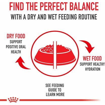 Royal Canin Appetite Control Thin Slices in Gravy Canned Cat Food - 85g - Canned Cat Food - Royal Canin - PetMax Canada