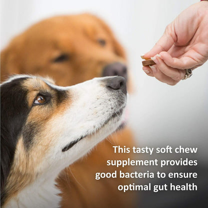Veterinary Formula Clinical Care Super Probiotic Supplement - 30 Count - Health Care - Synergy Labs - PetMax Canada