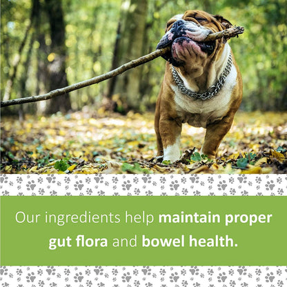 Veterinary Formula Clinical Care Super Probiotic Supplement - 30 Count - Health Care - Synergy Labs - PetMax Canada