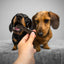 Plaque Off System Dental Vegetable & Blueberry Bones Mini  Dog Treats  | PetMax Canada