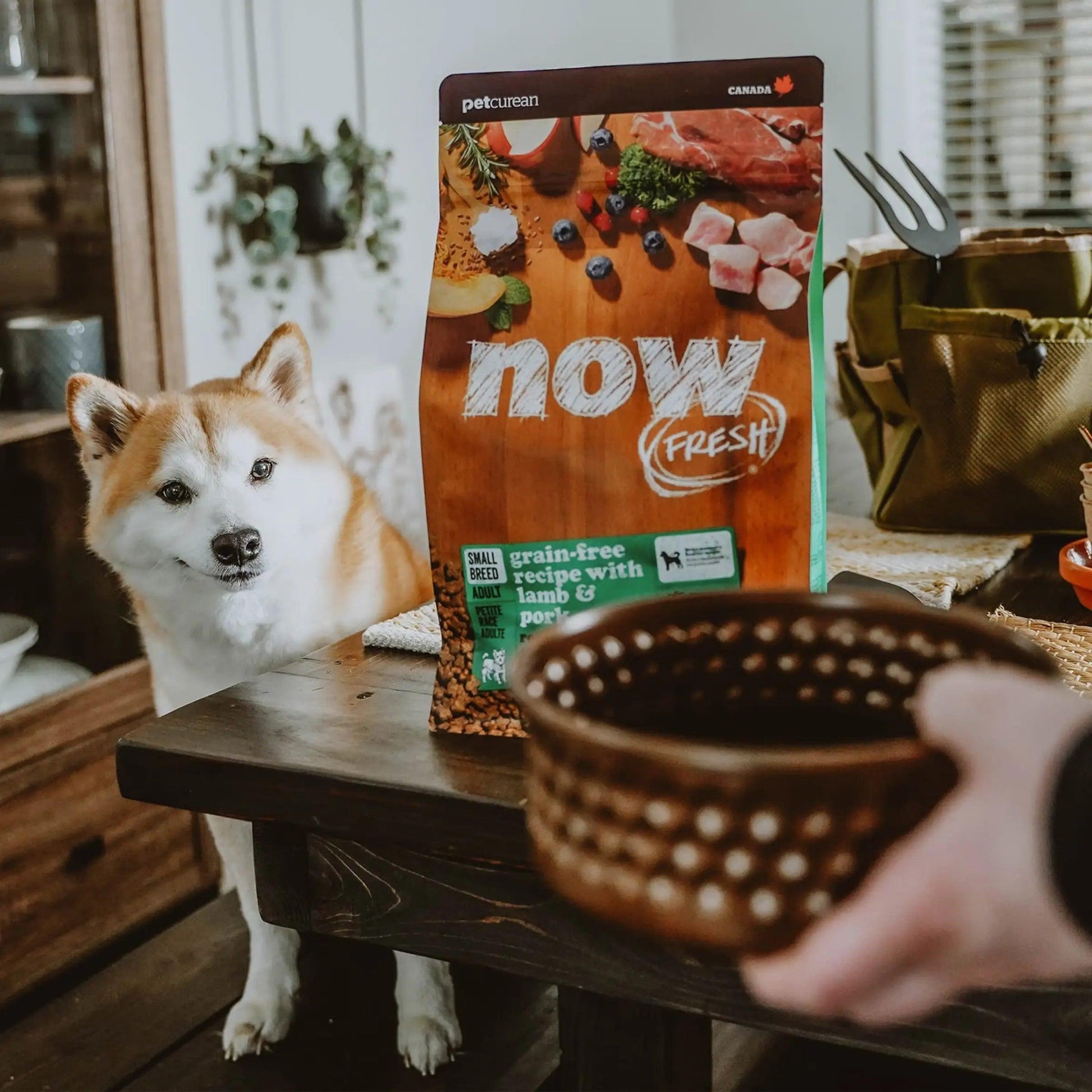 Now grain hot sale free dog food