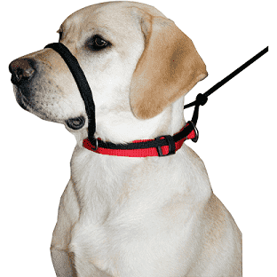 Sporn Head Halter  Training Products  | PetMax Canada